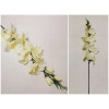 Gladiola ks XL / 2590