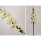 Gladiola ks XL / 2590