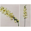 Gladiola ks XL / 2590