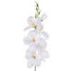 Gladiola ks 54cm / 2667