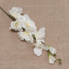 Gladiola Cream ks / 278701