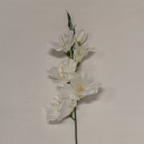 Gladiola ks / 1004