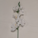 Gladiola ks / 1004