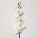 Gladiola ks Cream / 593576