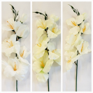 Gladiola ks / 809