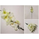 Gladiola ks / 809