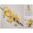 Gladiola ks / 809