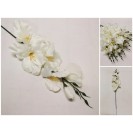 Gladiola ks / 809