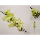 Gladiola ks / 809