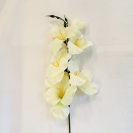 Gladiola ks / 809