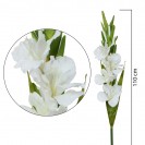 Gladiola ks White / 924861
