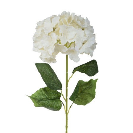 Hortenzia ks Cream / 925165