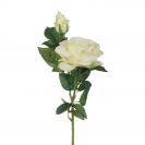 Ruža ks Cream guma / 926261