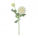 Dália ks Cream guma / 926469