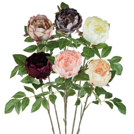 Pivonka ks Mix / 939735