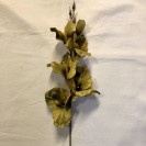 Gladiola ks / 1004