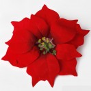 Vianočný kvet Red / 171701