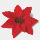 Vianočný kvet Red / 171901