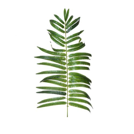 List Palma veľká / 100409