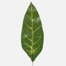 List Difenbachia / 100689