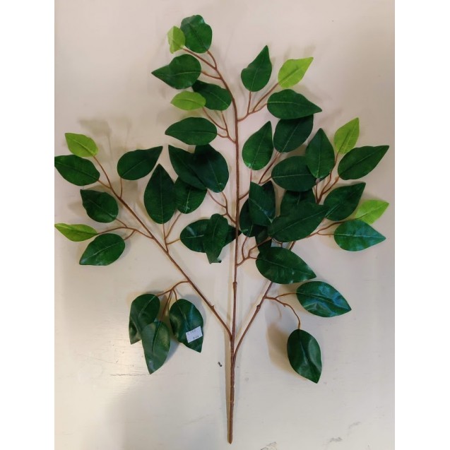 Ficus zelený / 1165