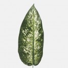 List Difenbachia / 130601