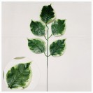 Hosta / 147500