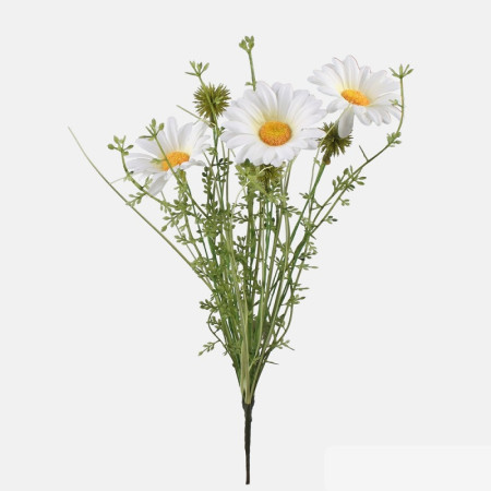 Sedmokráska trs Cream / 175801