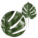 Monstera list / 1893
