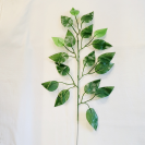 List Ficus Green / 196025