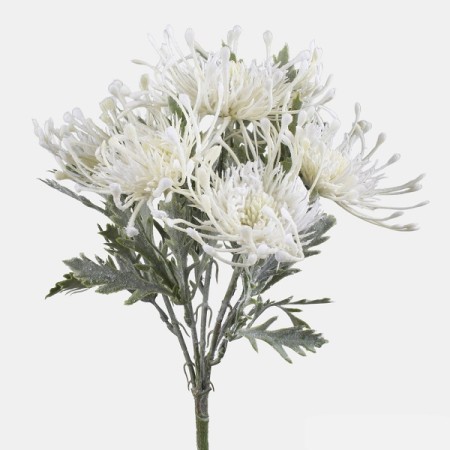 Kytica Protea  / 2000