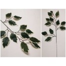List Ficus Wh-Gr M / 301224 