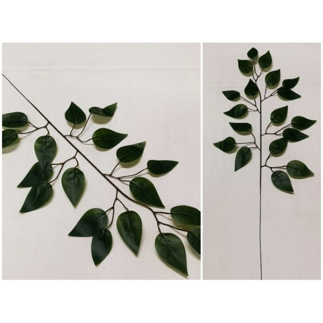 List Ficus Green L / 301822