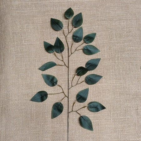Ficus Green / 321811
