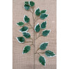 Ficus White-Green / 321822