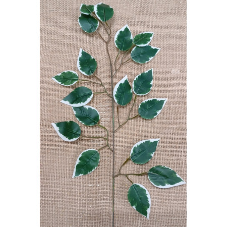 Ficus White-Green / 321822