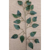 Ficus Zebra / 321844