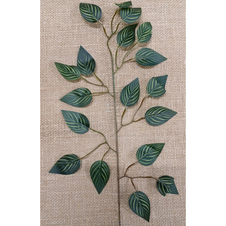 Ficus Zebra / 321844