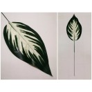List Green-Cream / 555415