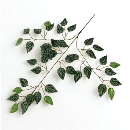 Fikus 3-konár Green-White / 605101